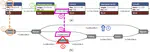 ModelObfuscator: Obfuscating Model Information to Protect Deployed ML-Based Systems